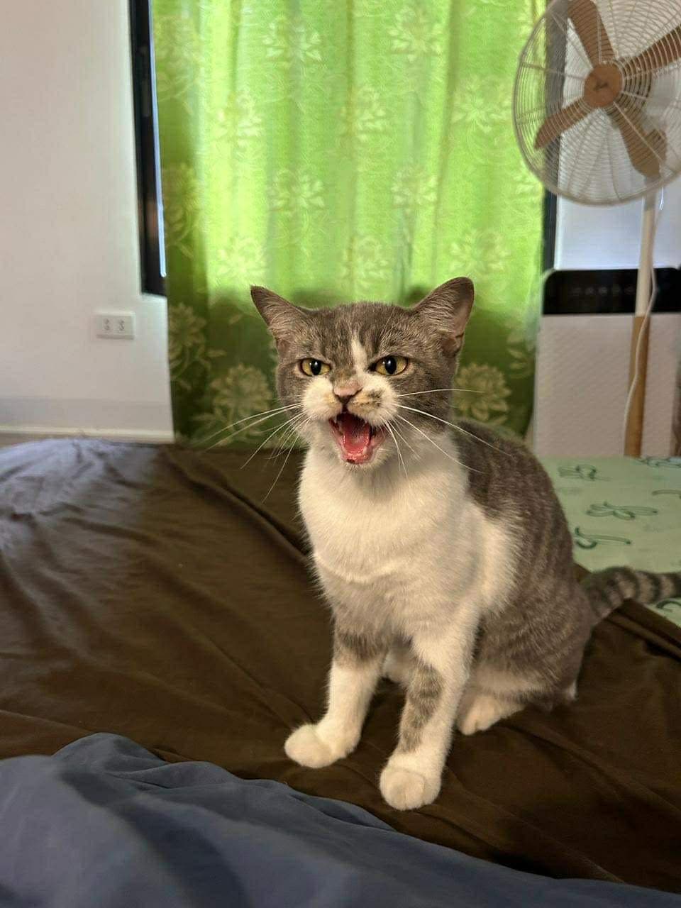 Kittyket