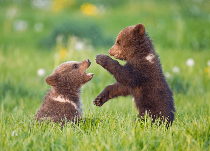Bear
