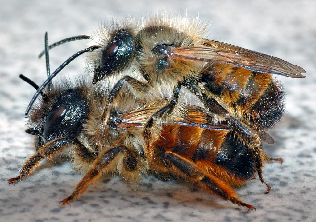 Bee