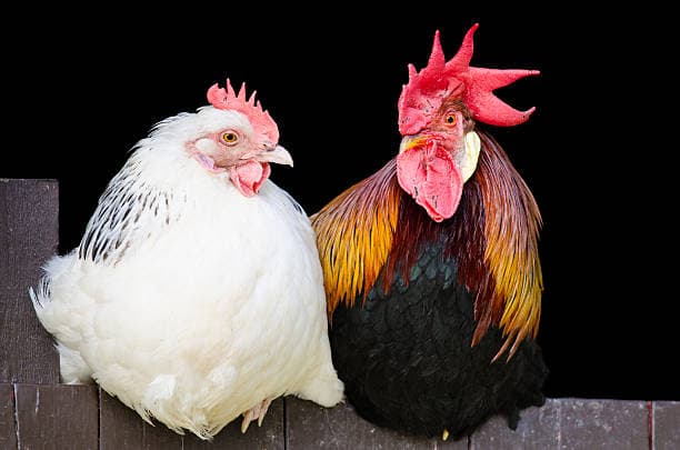 Chicken