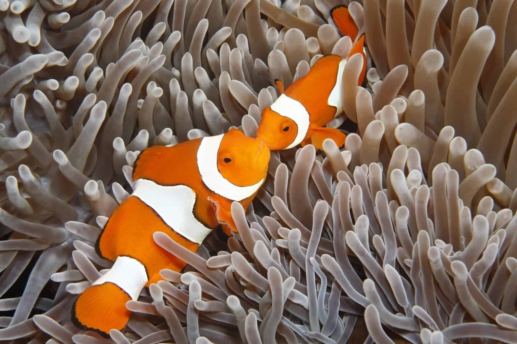 Clown Fish
