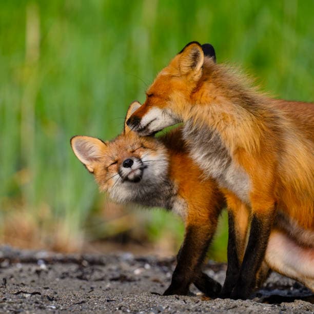Fox