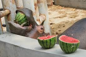 Hippopotamus