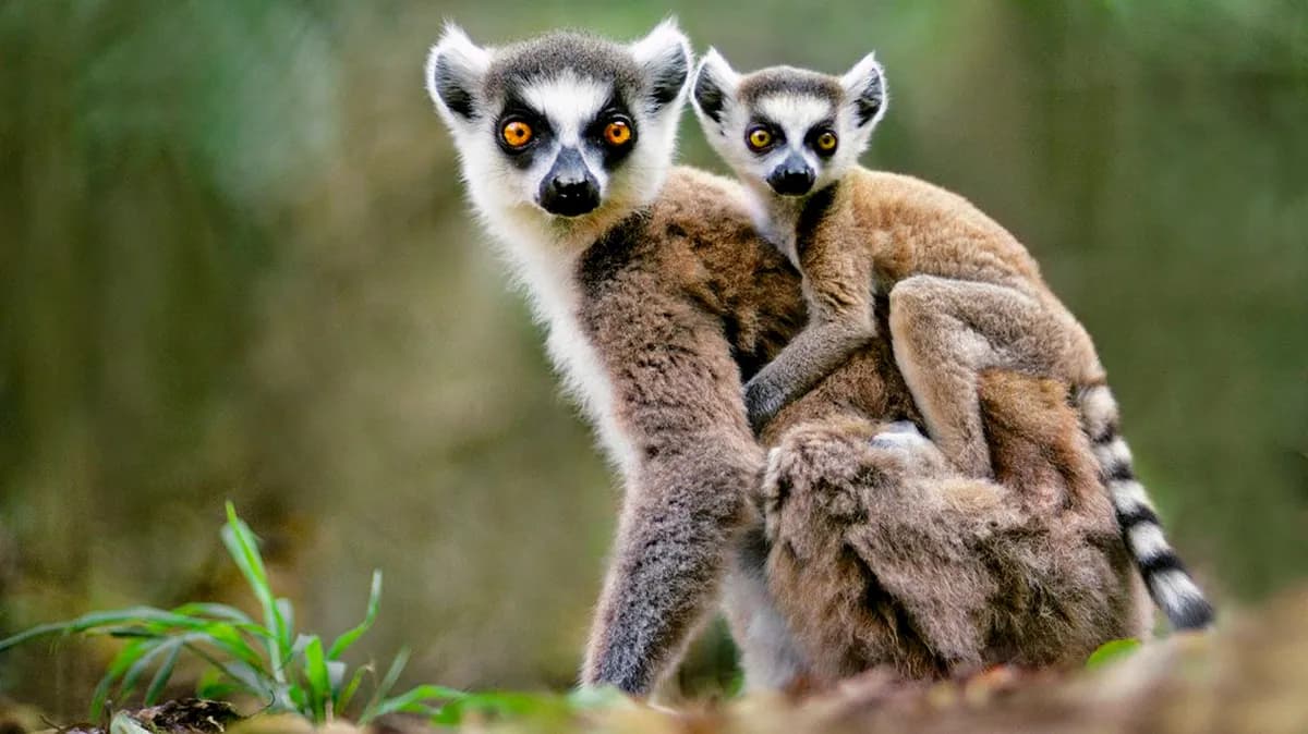 Lemur