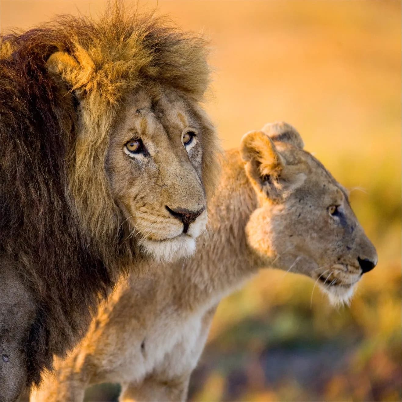 Lion