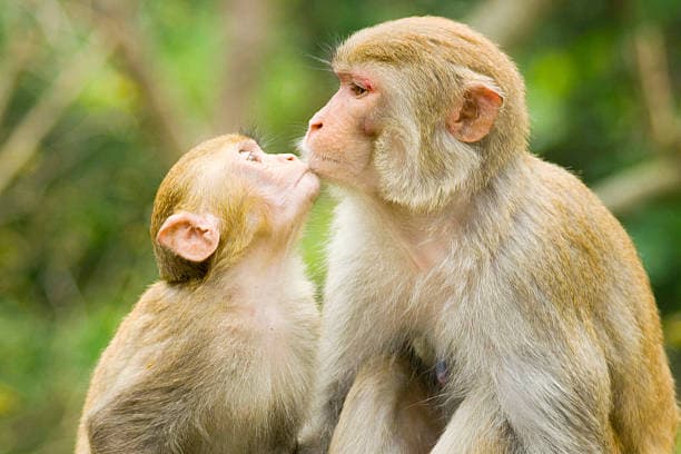 Monkey