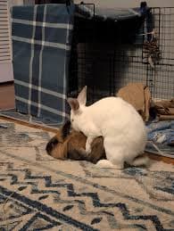 Rabbit