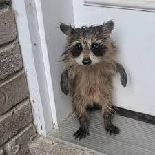 Raccoon
