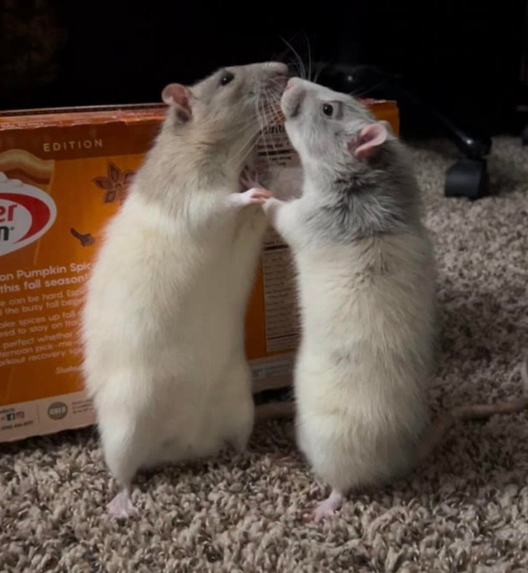 Rat