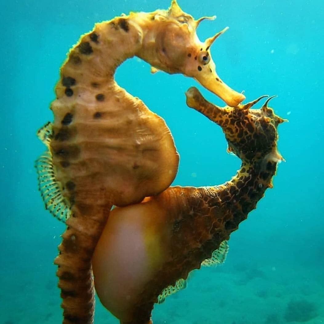 Sea Horse