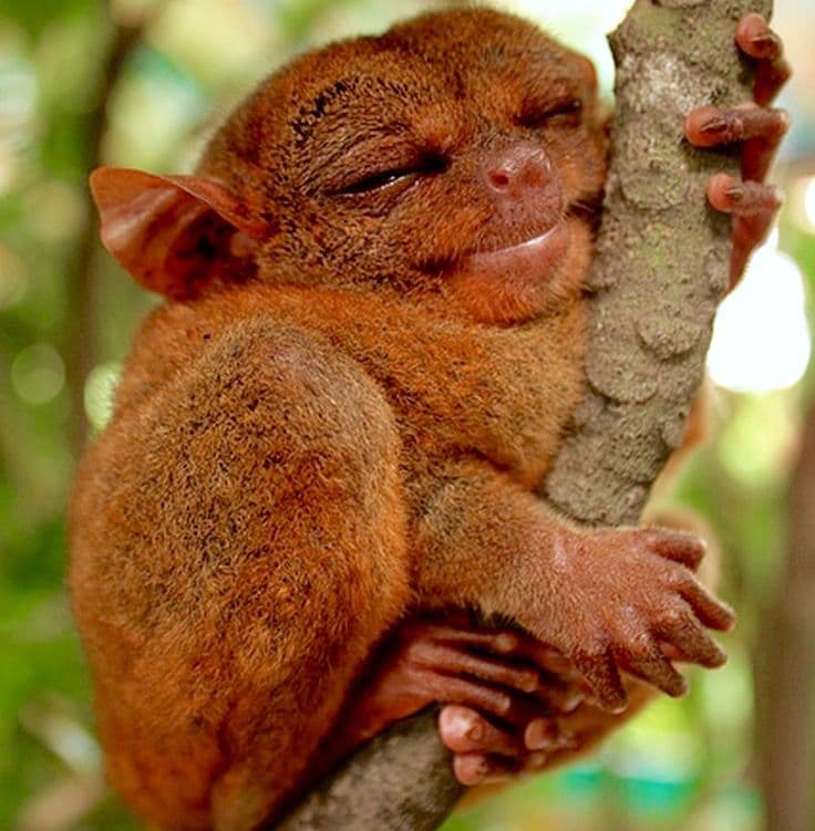 Tarsier