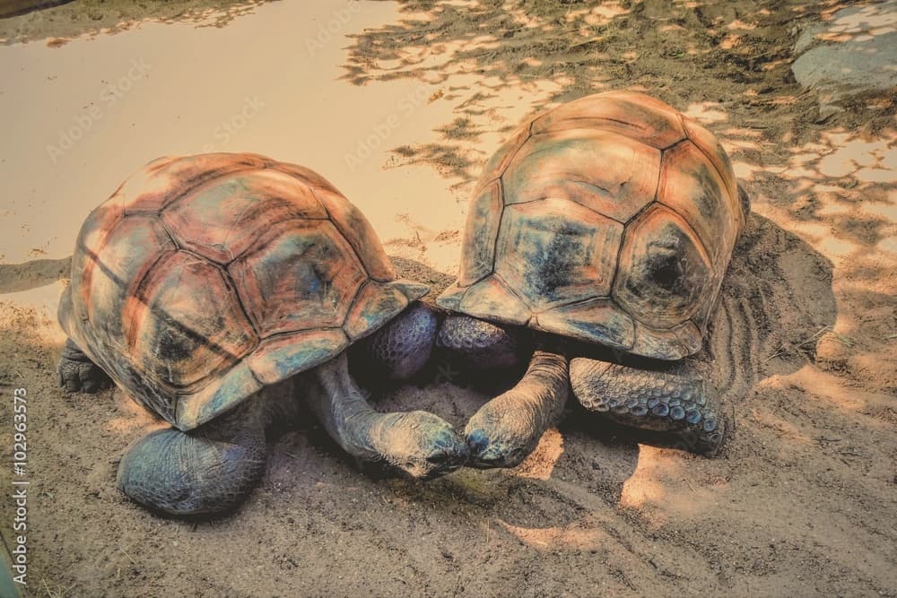Tortoise